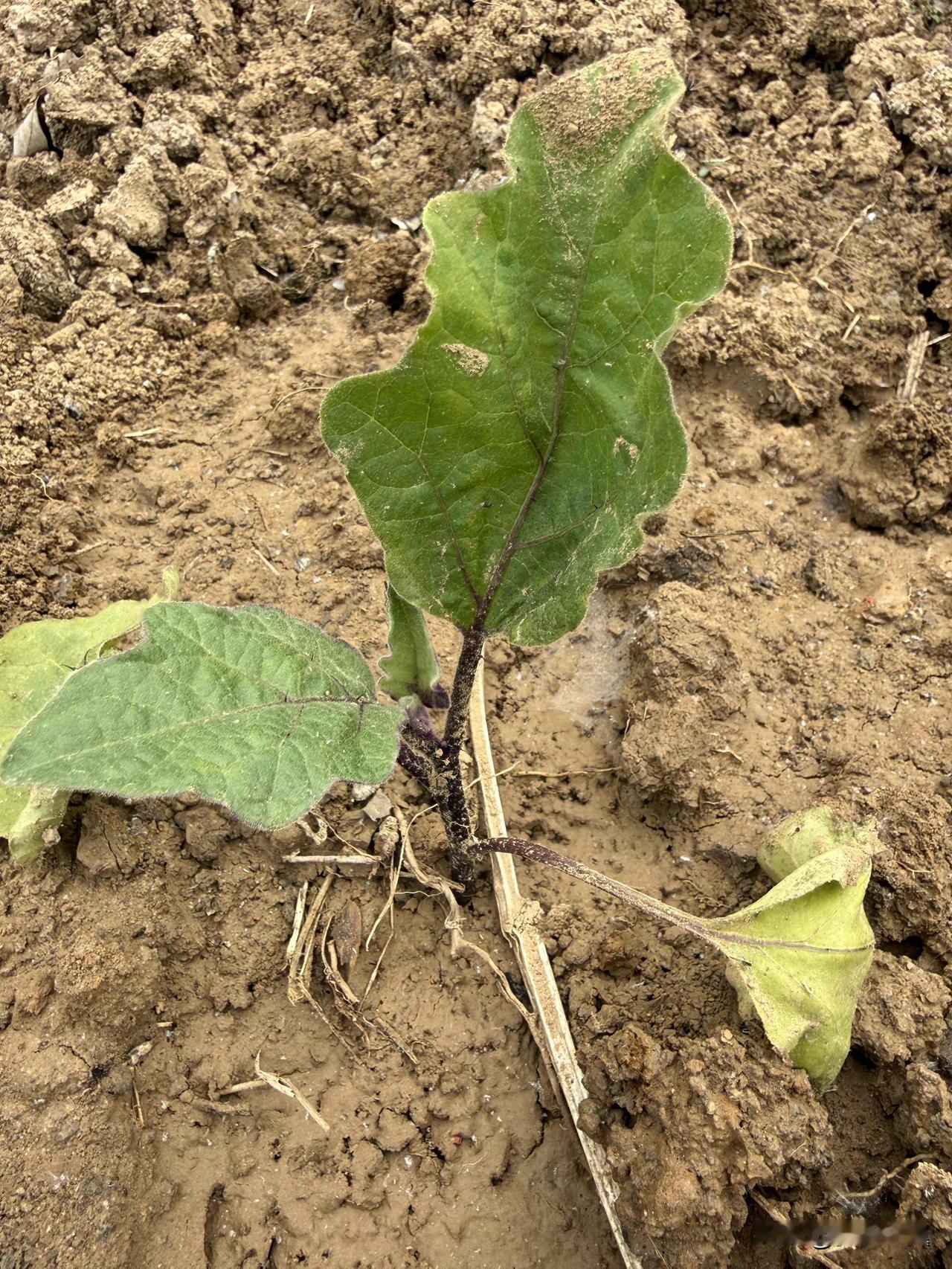 【小对联】
上：……？
下：倾销。