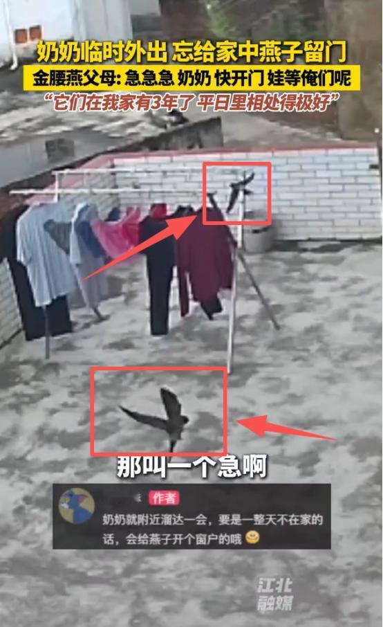 “太有灵性了！”广东，奶奶出门忘给家里的燕子留门。没想到，燕子的父母急得在门口飞
