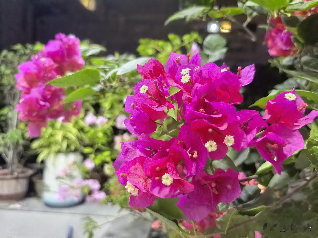 以前嫌同安红是普货，现在阳台上它开得最争气

说实话，我以前不太喜欢同安红。
