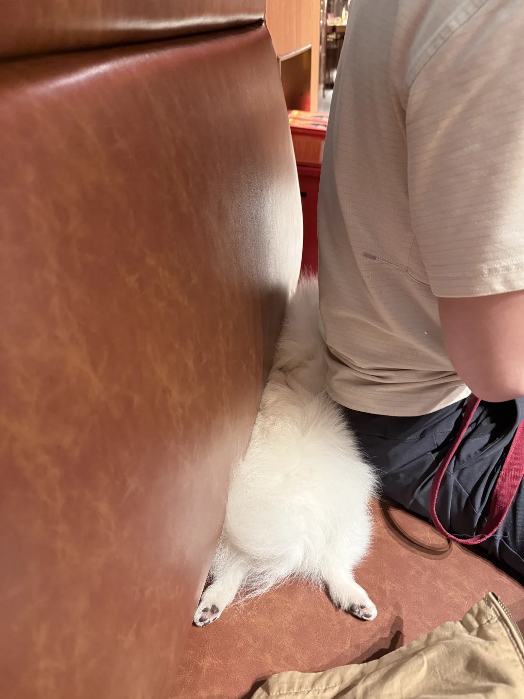 扁狗