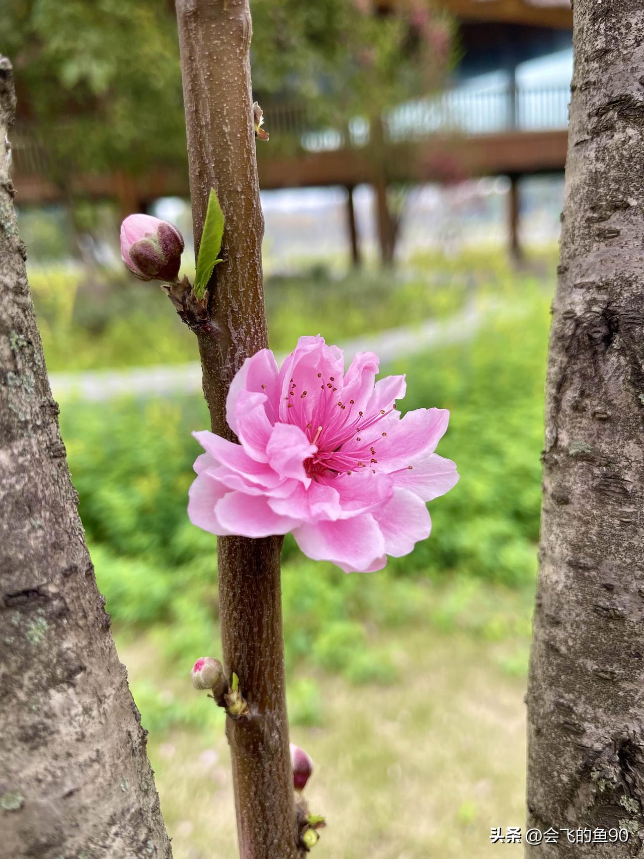 今年春天最想实现的心愿家人平安，健康，快乐！顺顺利利，大吉大利！