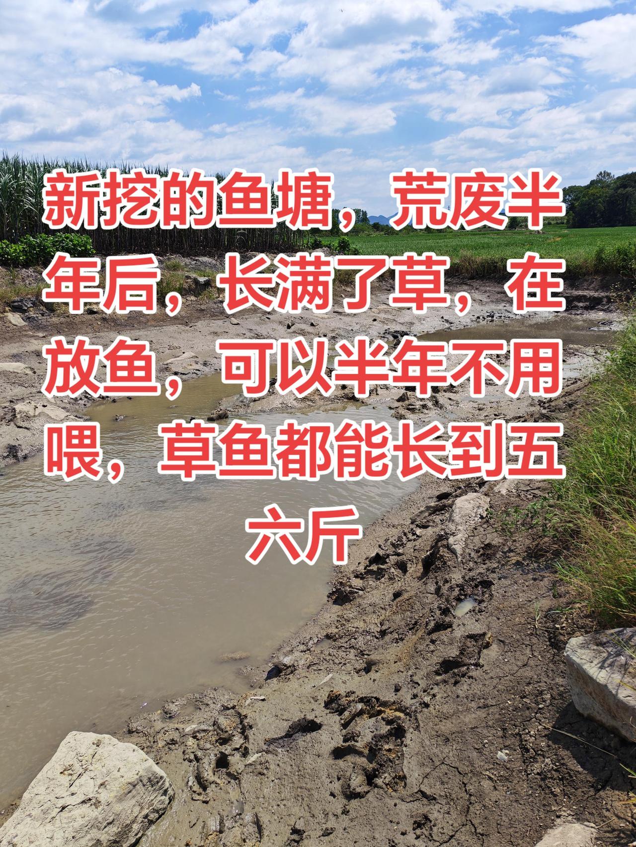 以后大家挖鱼塘，就要用这个方法来养鱼养鱼日记 草鱼 农村生活 三农