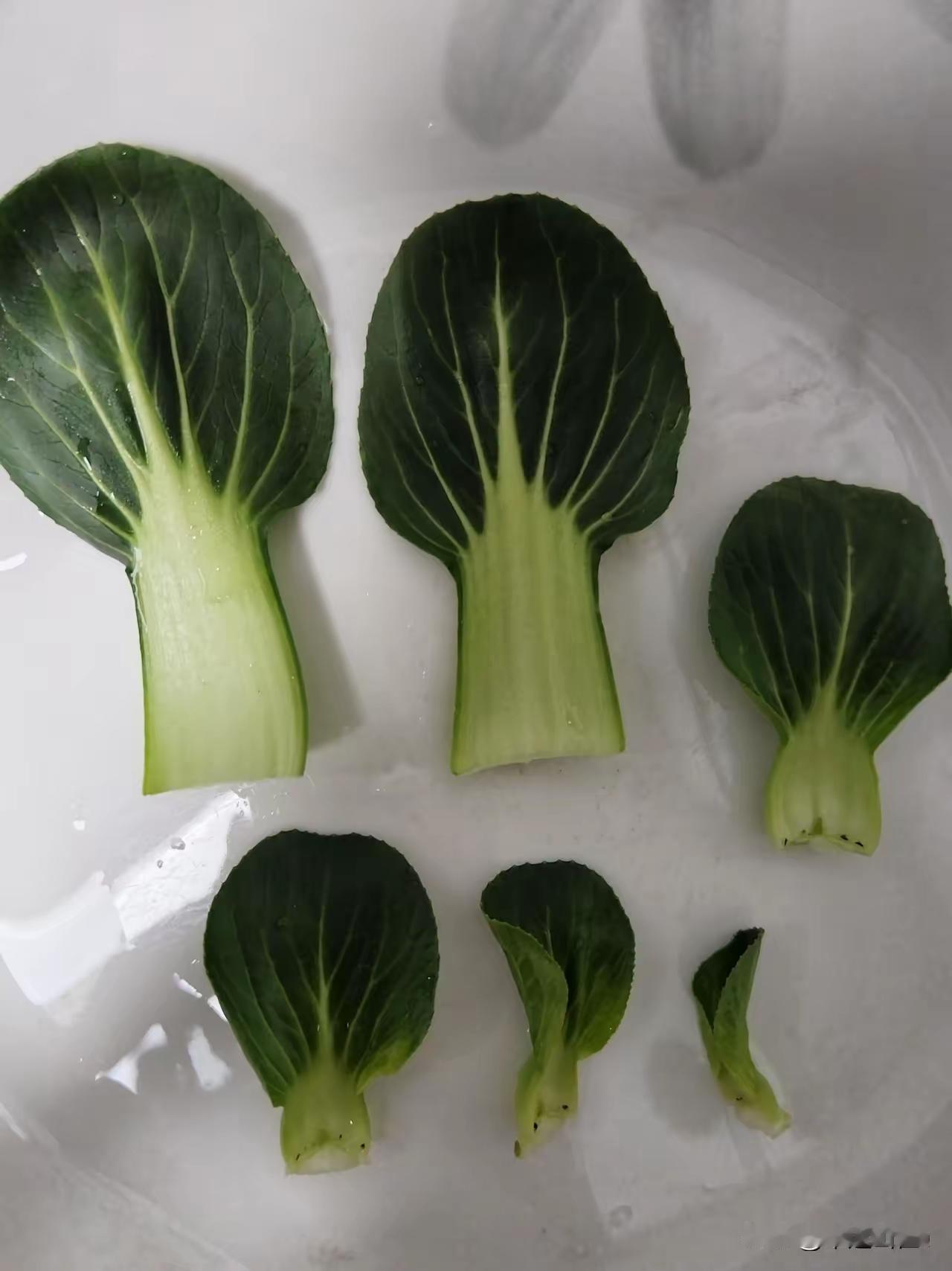 为什么别人的一片青菜能火，而且文字不多，竟有10万+流量，我也是无语了。看着那普