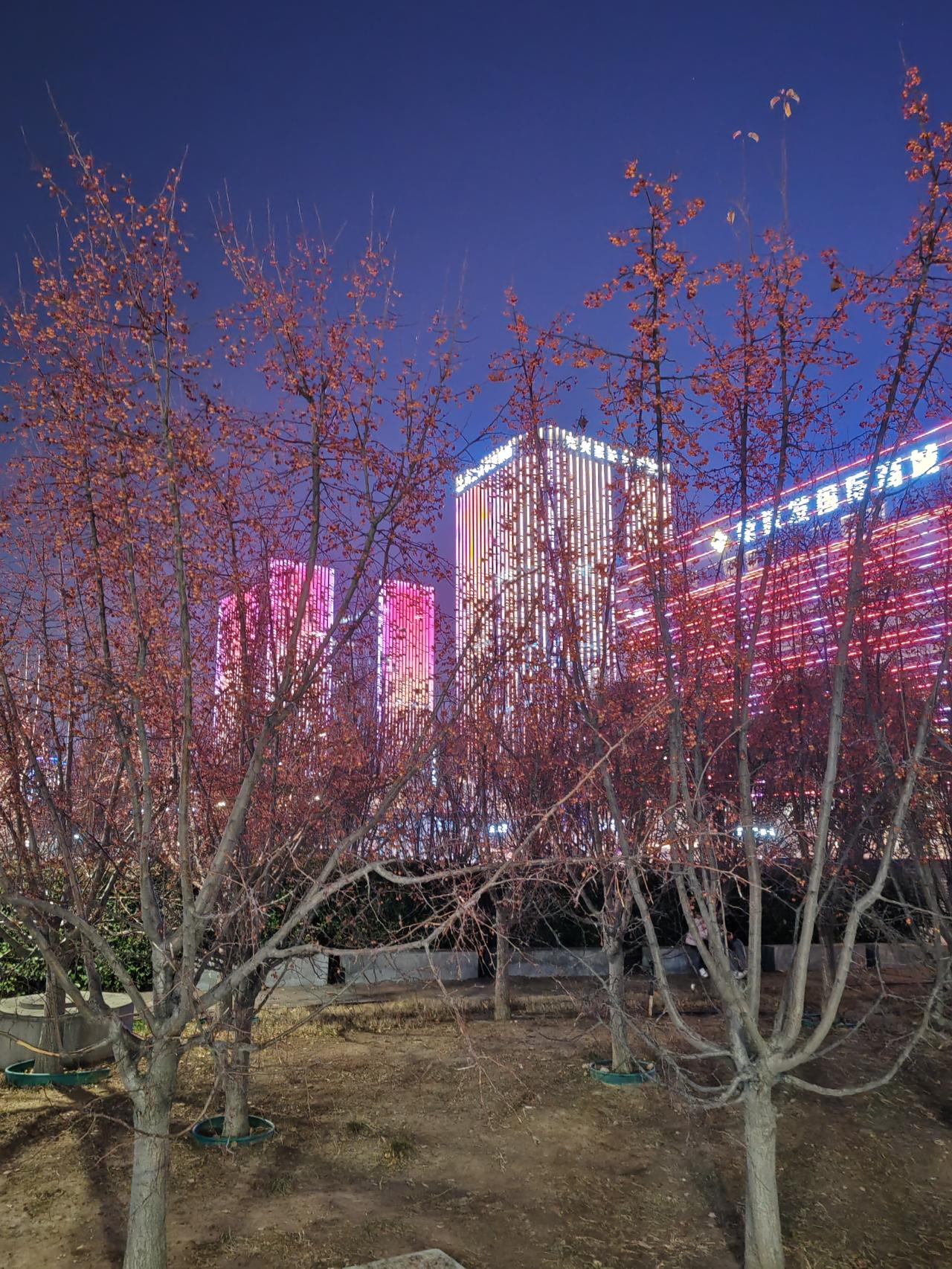 一张图证明冬天来了《海棠的诉说》曾是叶密不透风，独亮秀姿遮霓虹。自从秋叶退休去，