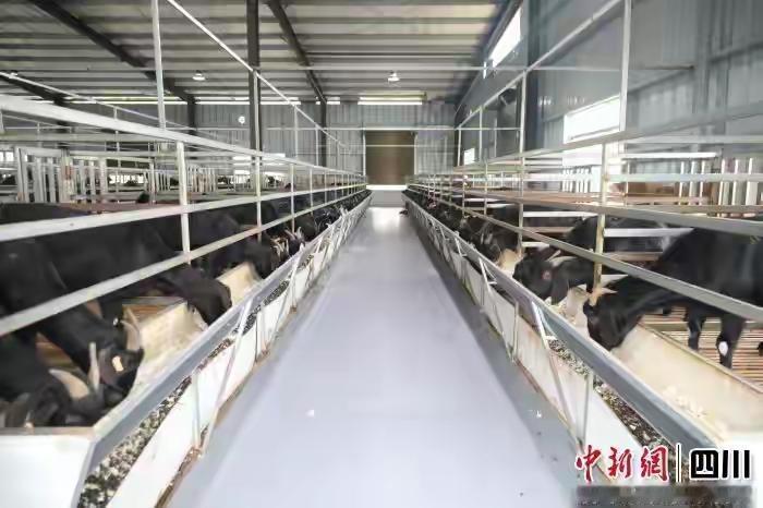 泸州龙马潭：黑山羊“牵”出增收路 科学养殖助乡村振兴

泸州龙马潭：黑山羊“牵”