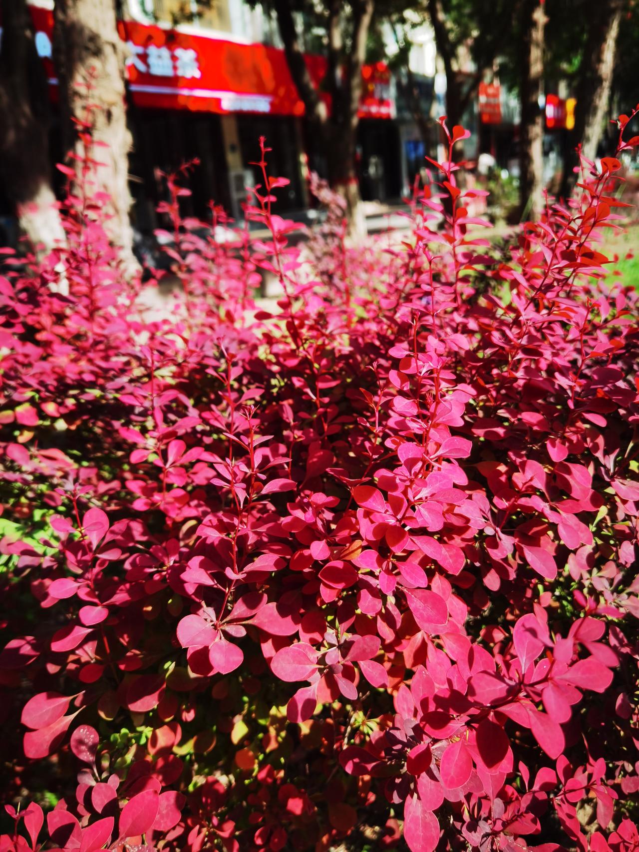 茶舍隐在花后面
仔细寻找有一字
一字显示茶文化
喝茶看花想心思