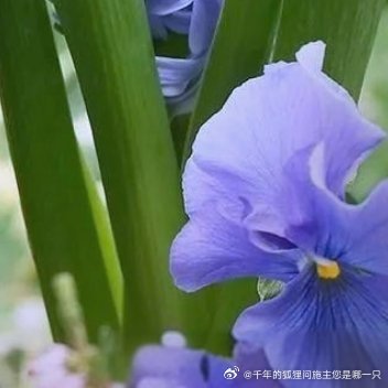 风信子的种植方法一、土培风信子盆土选择一般选择草炭土和珍珠岩7:3均匀混合作为基