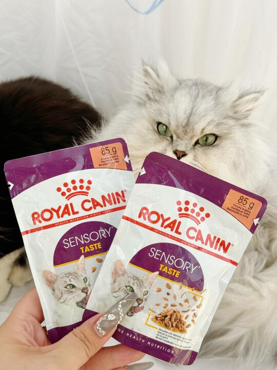 挑食小猫有口福了！