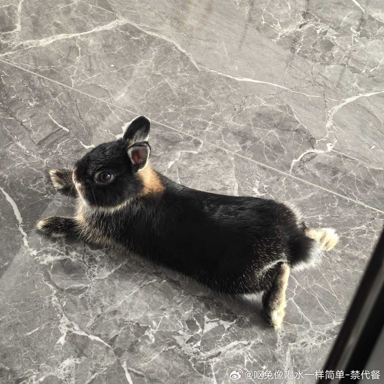 14509🐇【越狱】小兔早上起来不知道从笼子哪里越狱出来到房间门口偷偷监视我。
