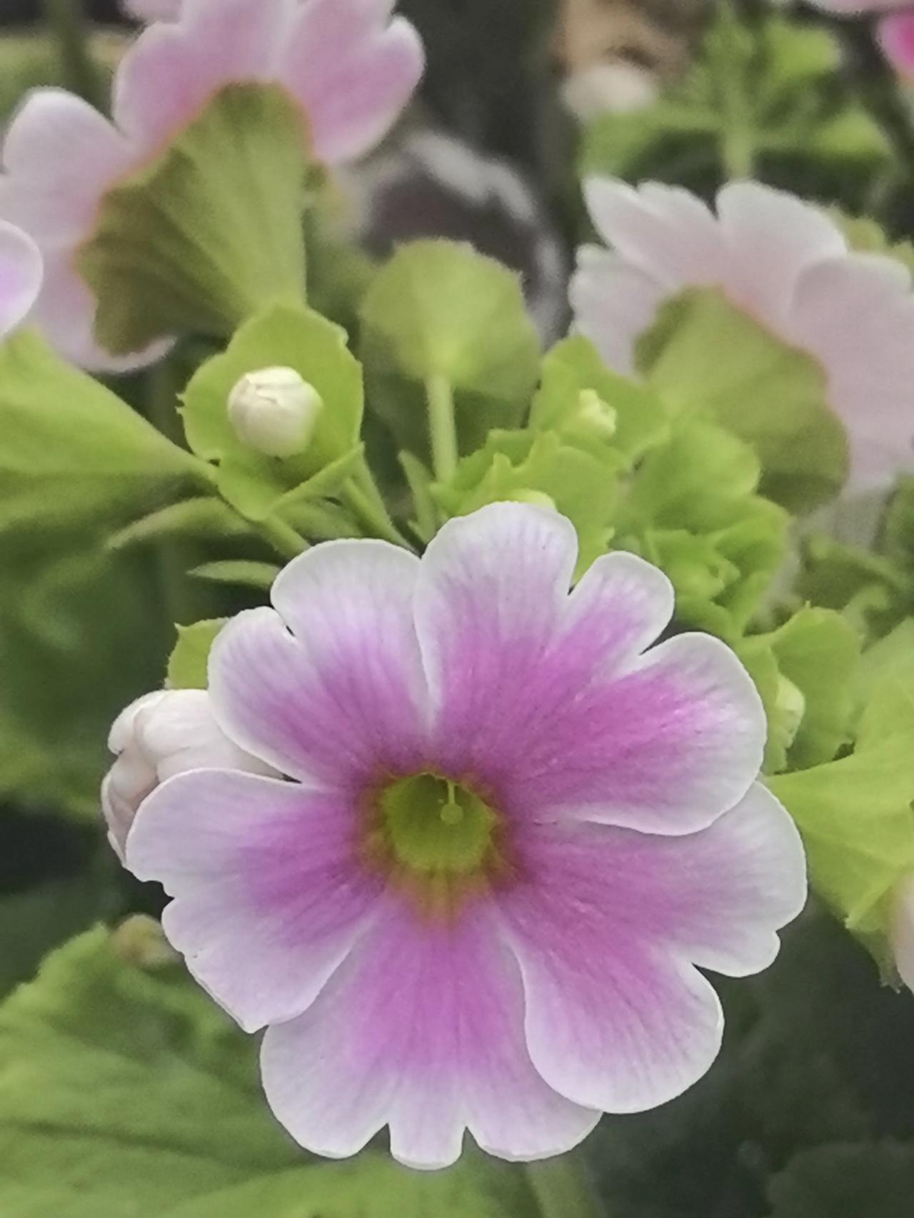 新年生活图鉴元宵到，花灯照！马年好运马上到！吃口甜汤圆，日子甜到冒泡泡；看盏绚丽