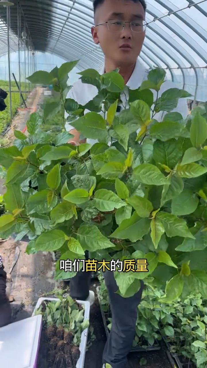 组培脱毒6倍体吉塞拉y1砧木苗。
吉塞拉6号是一个4倍体的枕木，今天整理装苗的是