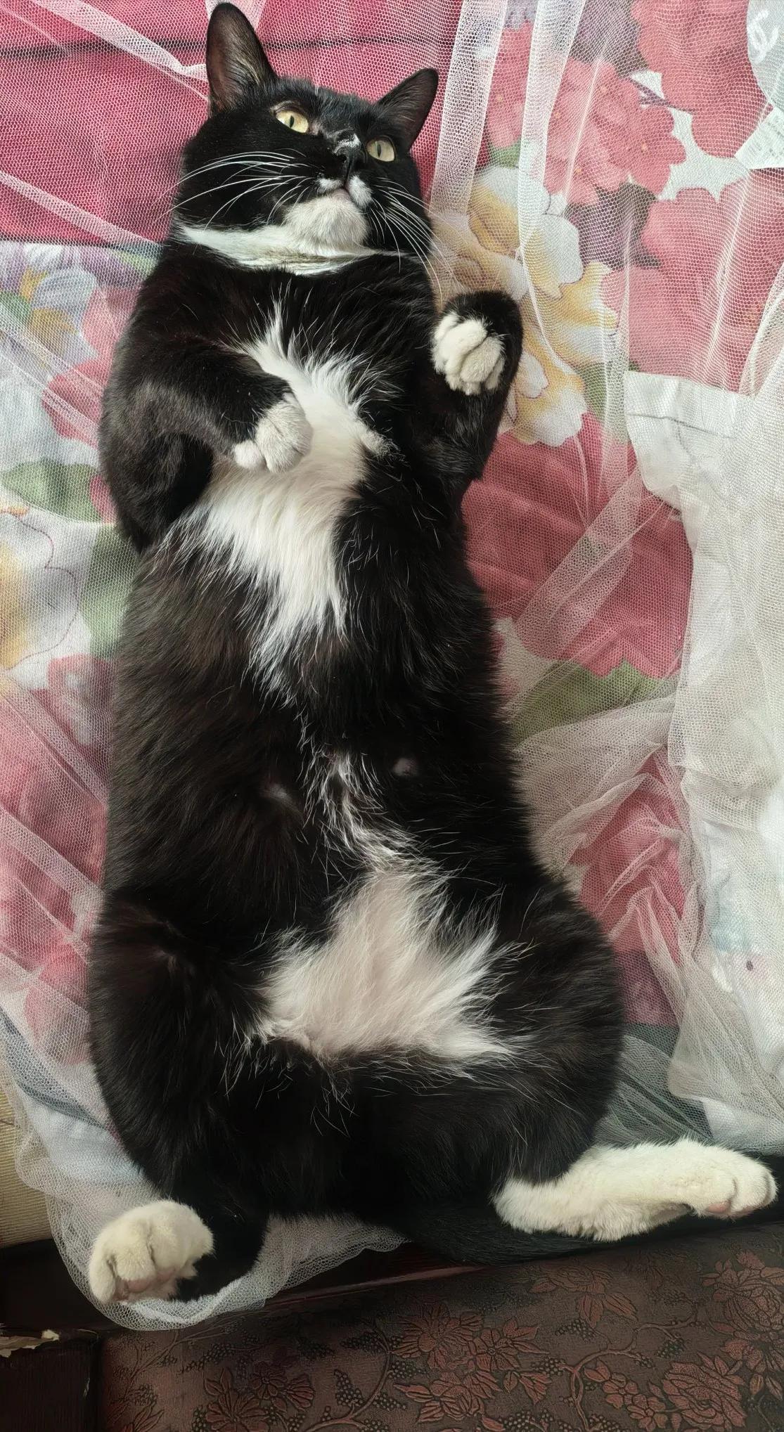 我独居三室两厅，我胆子很小，如果没有我的猫儿子，我是很害怕的，可有我猫🐱儿子在