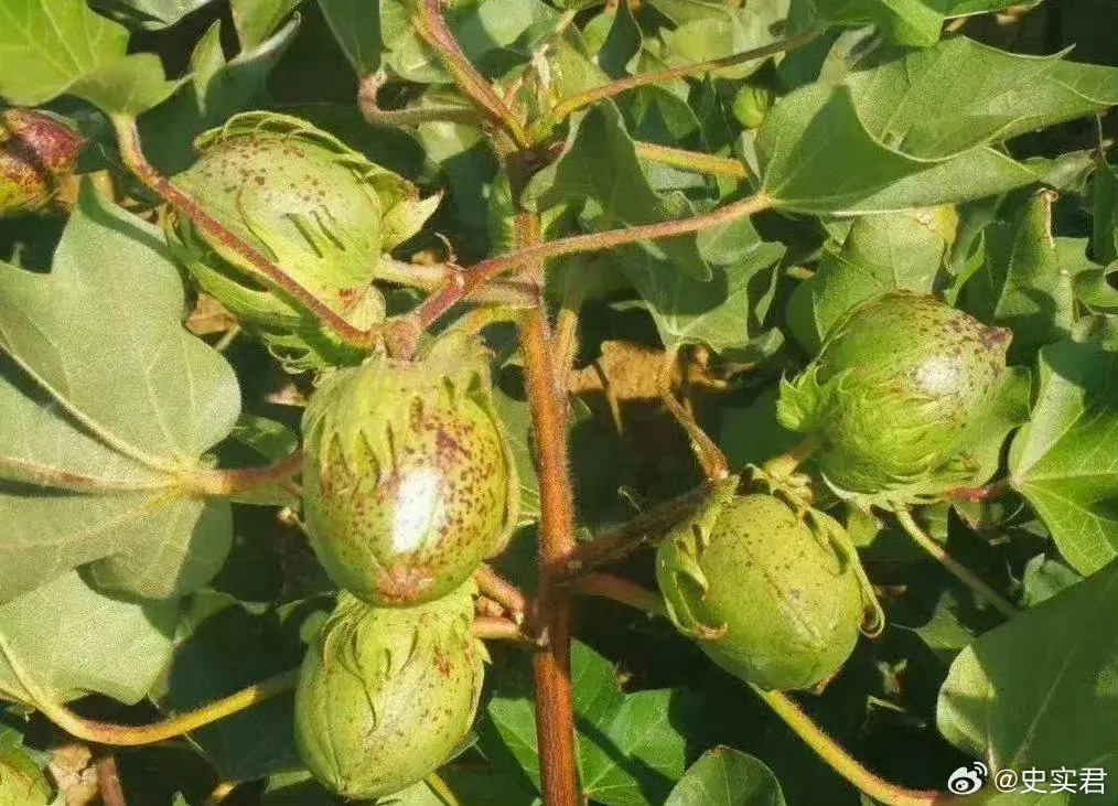 农村人请先回避一下，我问一下城里人知道这是什么不