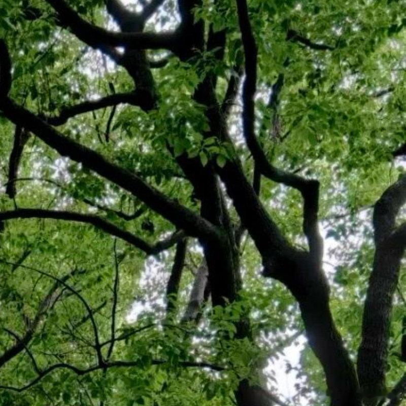 每日一善  🌿阳光信用每日一善 🌿熊猫守护者 力所能及，常行善举；力有未逮，