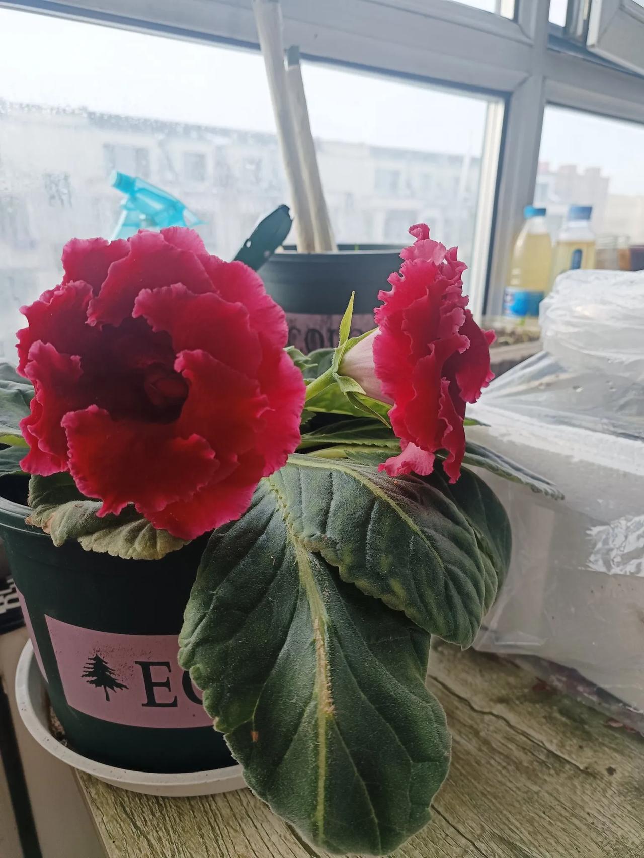 能否分享一张你拍的花卉照片我的这盆芙蓉从过年的时候开花，一直开到现在，最近我把芒