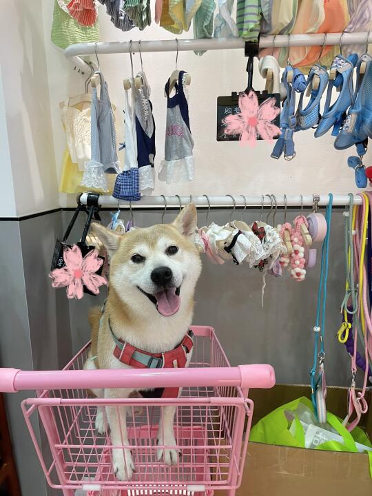 小狗就应该逛小狗店！