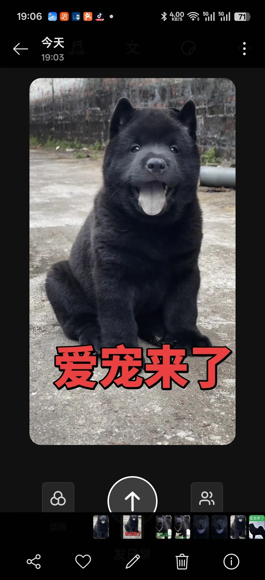 五黑土松