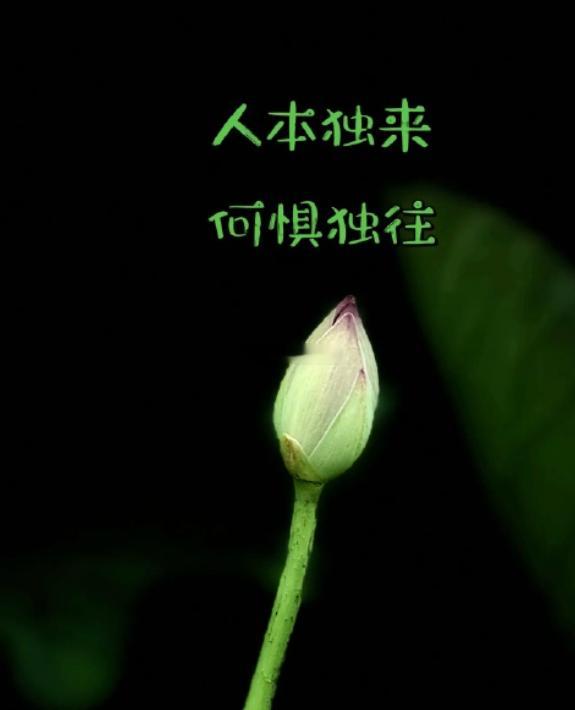 人本独来，何惧独往！  