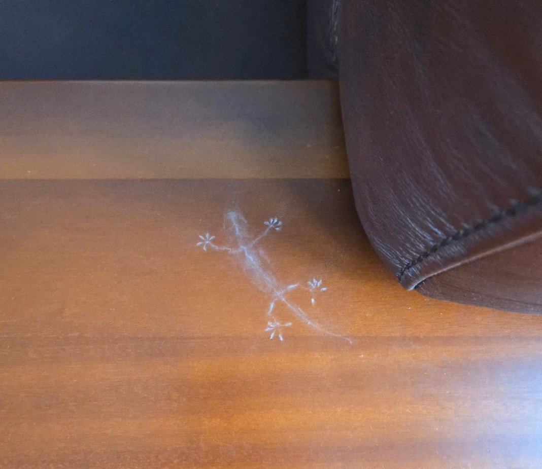 小壁虎发生了什么？闺蜜：你家灰太大了，脚趾吸盘失灵