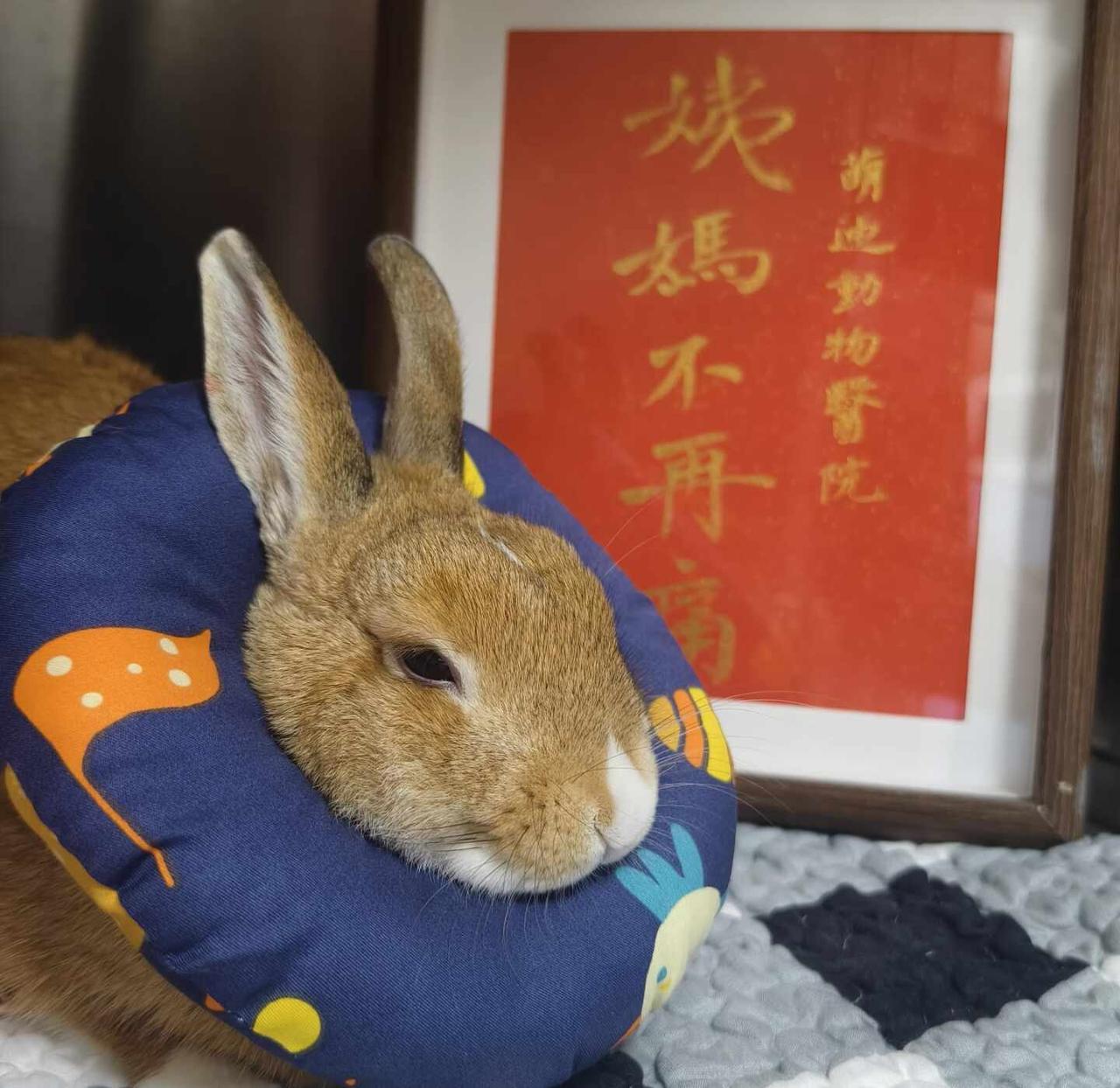 让我们恭喜这个小十一完成兔身大事
异宠医院 兔子绝育 福州萌迪动物医院 科学养兔