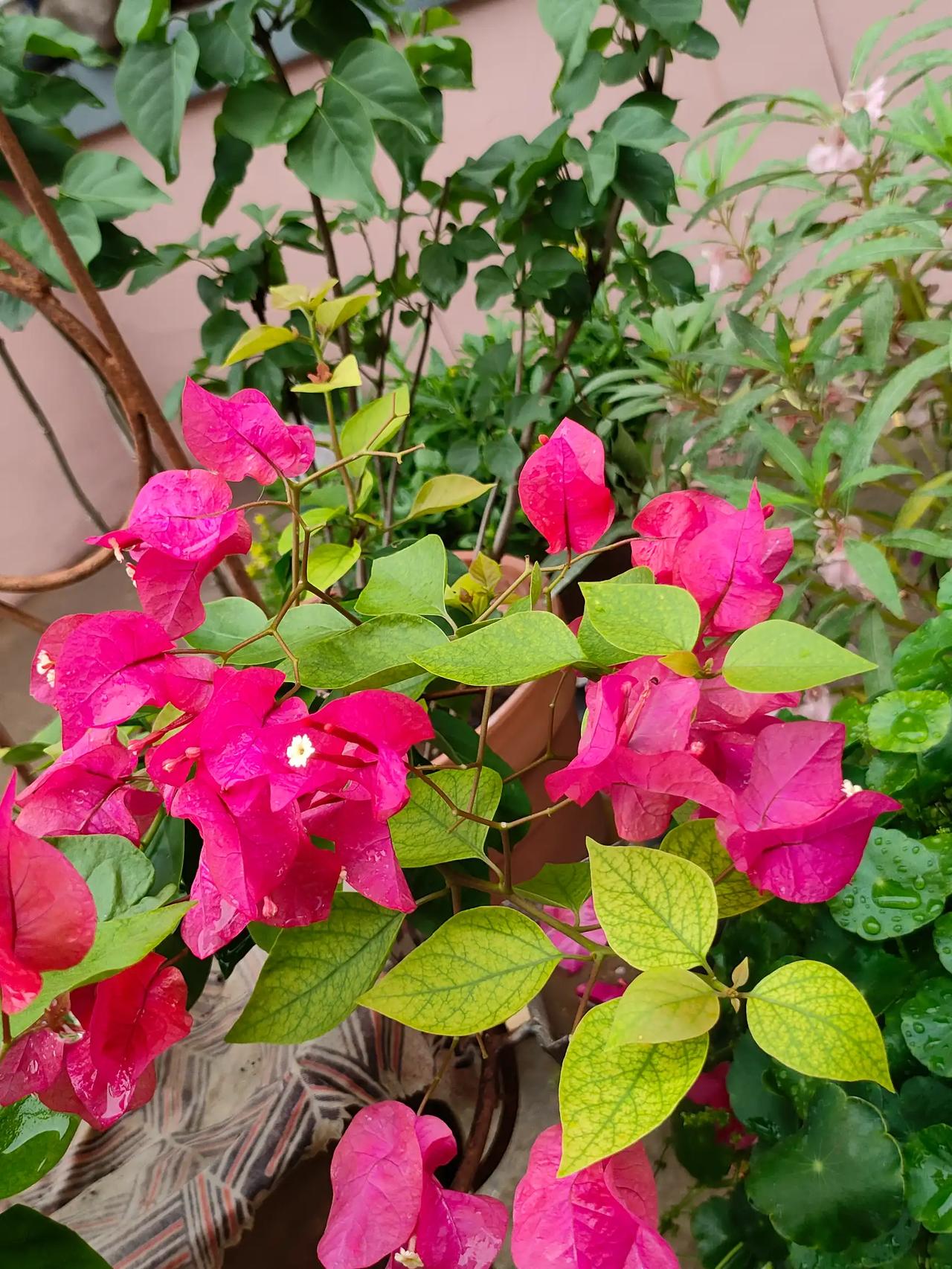 热烈的盛夏，总有不期而遇的美好，平凡日常也能生出滿满的氛围感。[微风][微风][