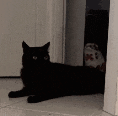 我看到别人发猫就这样 