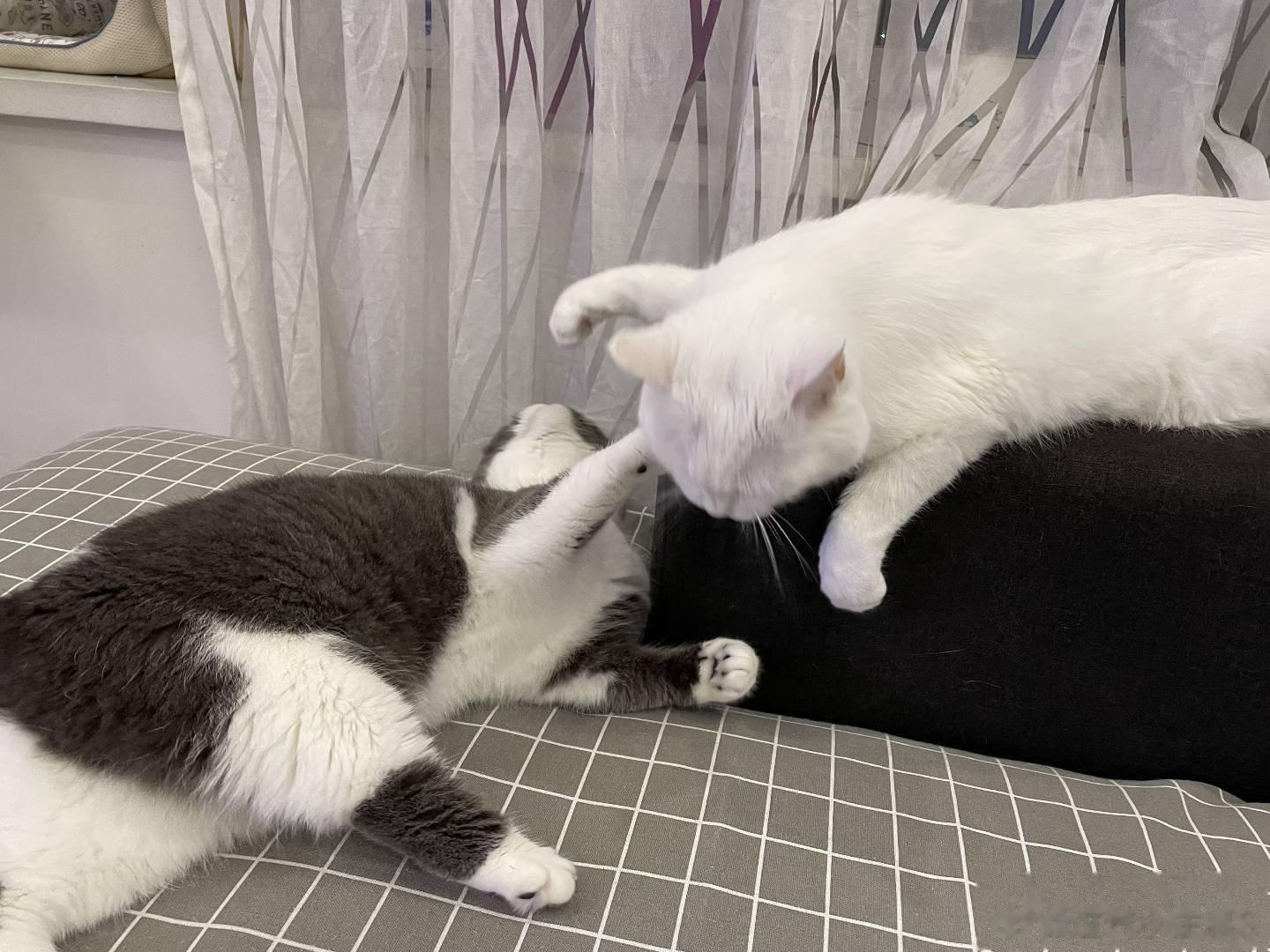 带二哥体检，医生说猫况特别好，二十岁起步。（图五为我在食堂提着筷子等面吃） ​​