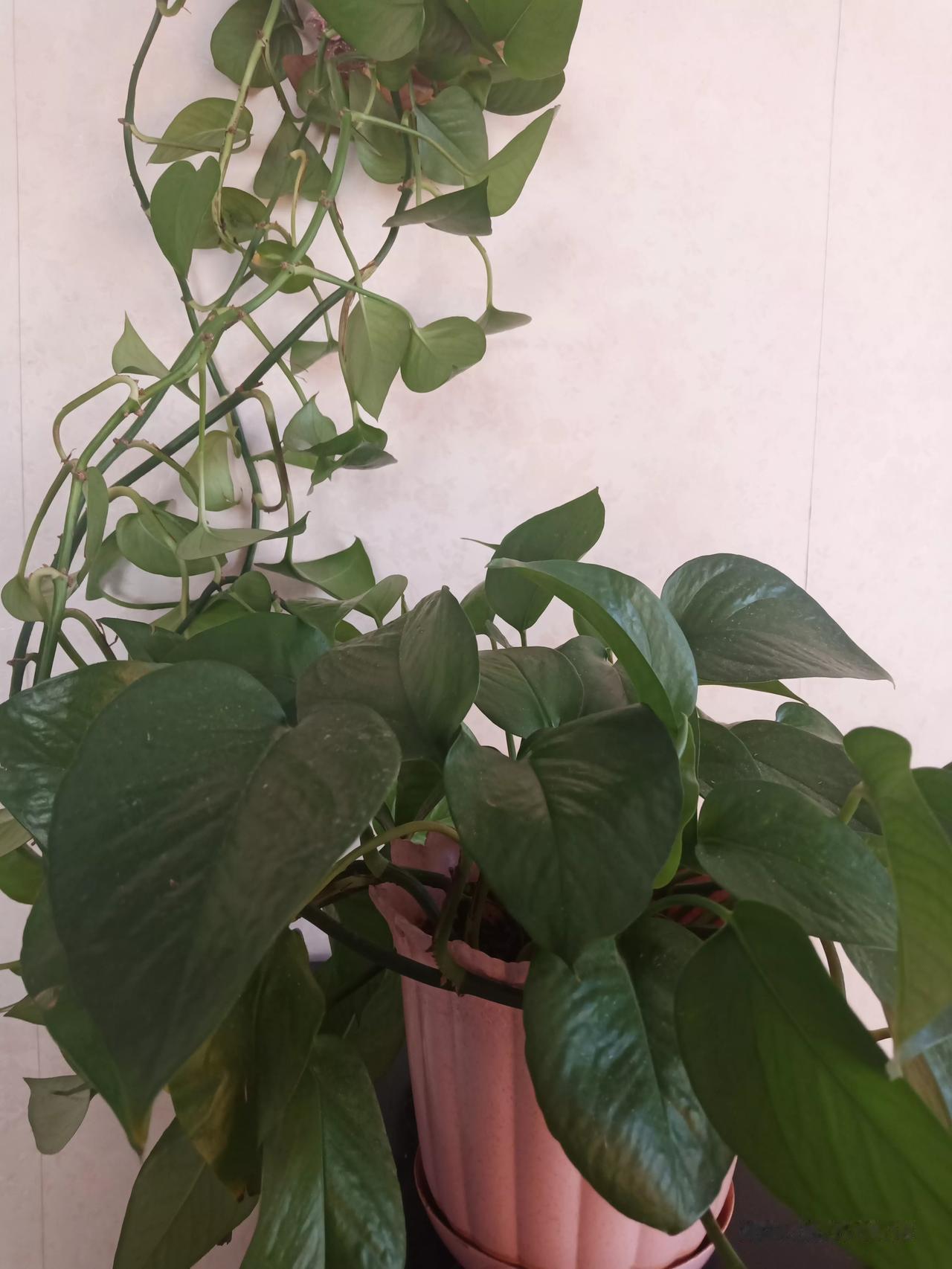 这盆绿萝长得枝繁叶茂，放在床边，我还指望它能给我净化空气呢，可是，最近一段时间，