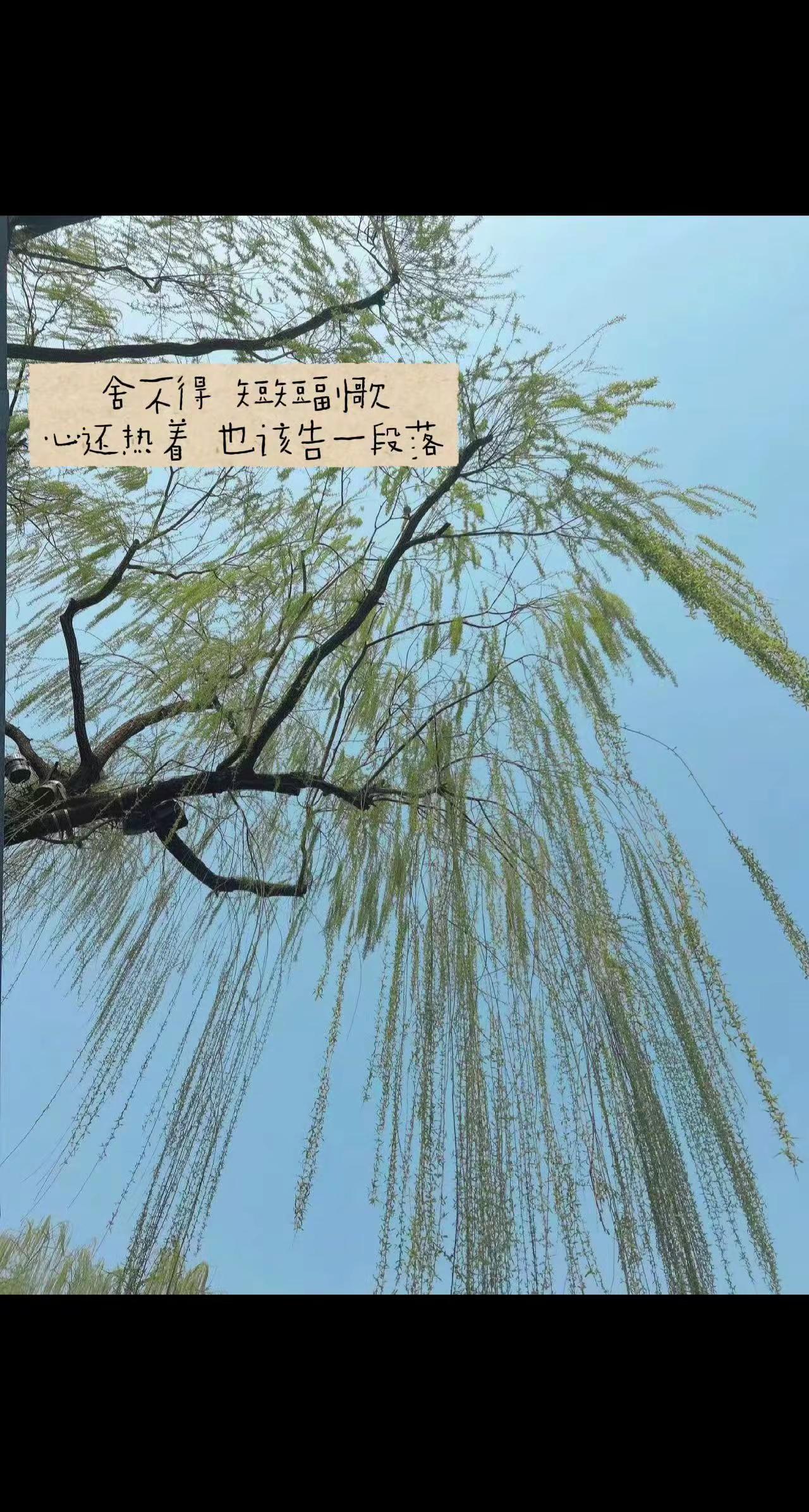 绿柳垂绦，温婉如画。