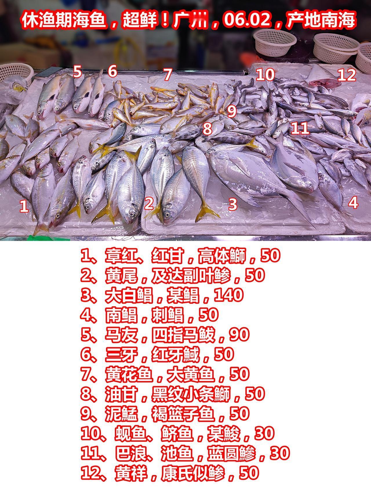 休渔期海鱼，超鲜！广州，06.02，产地南海
1、章红、红甘，高体鰤，50
2、