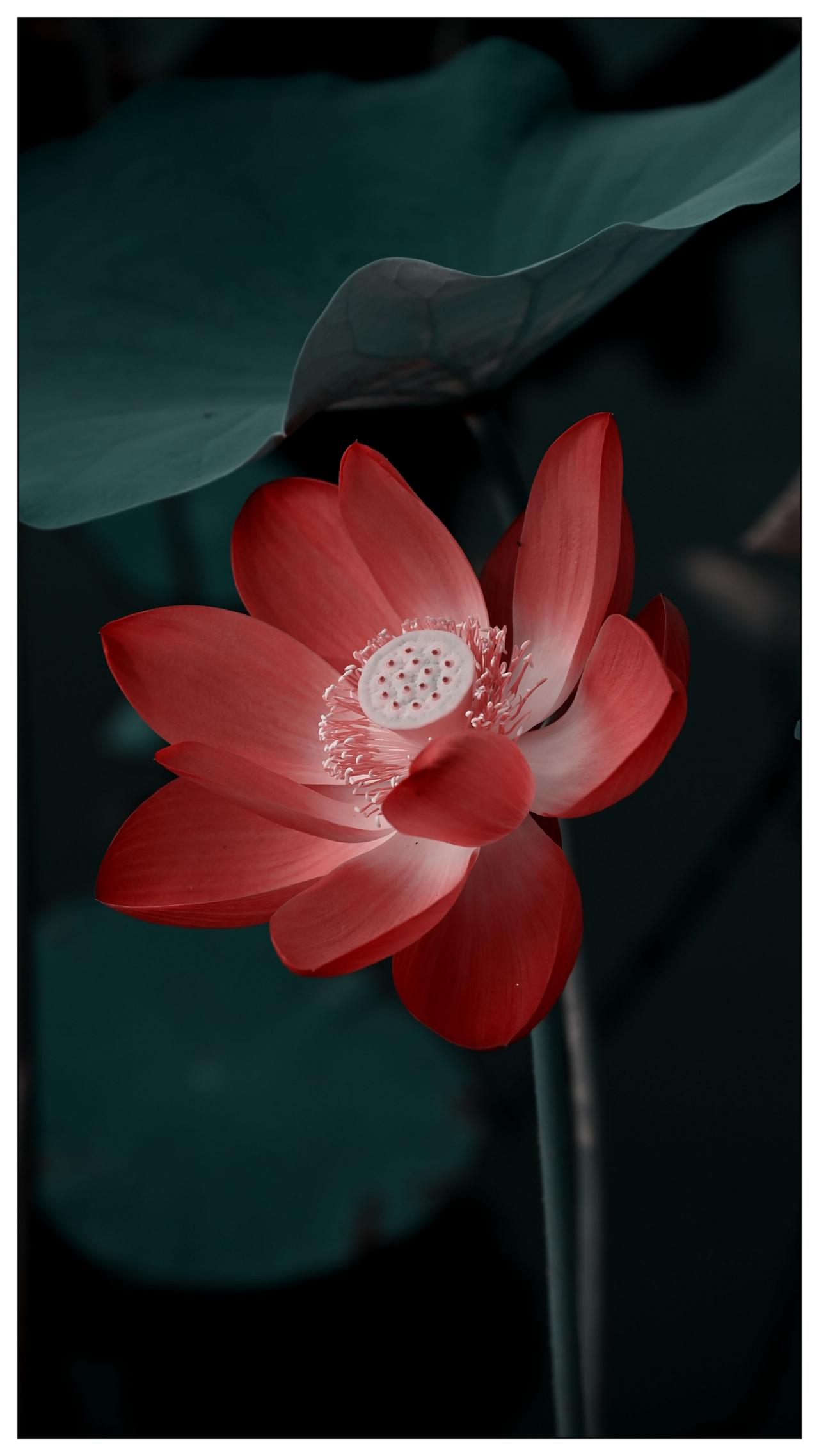色彩菏花