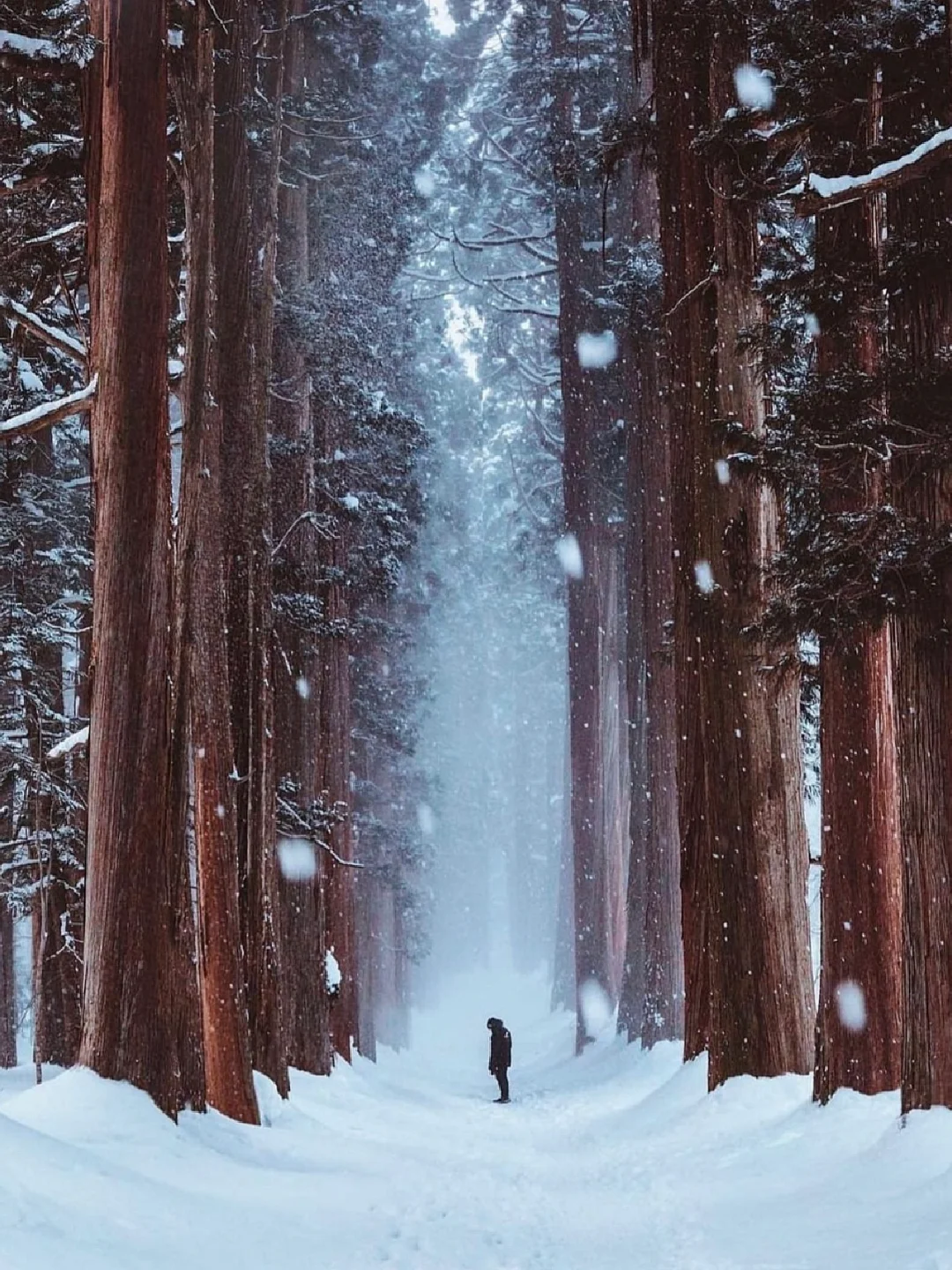 日本宝藏小城❄️ 长野冬季保姆级游玩攻略！
