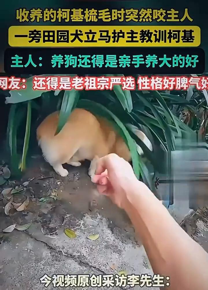 收养的柯基梳毛时突然咬主人，一旁田园犬立马护主教训柯基。主人：养狗还得是亲手养大