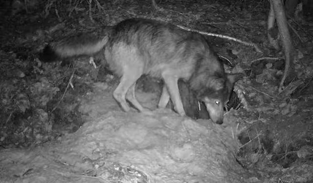 1978年，内蒙古一女军医遇到一匹冲她哀嚎的狼，她扔了一个肉罐头过去，但狼不吃，