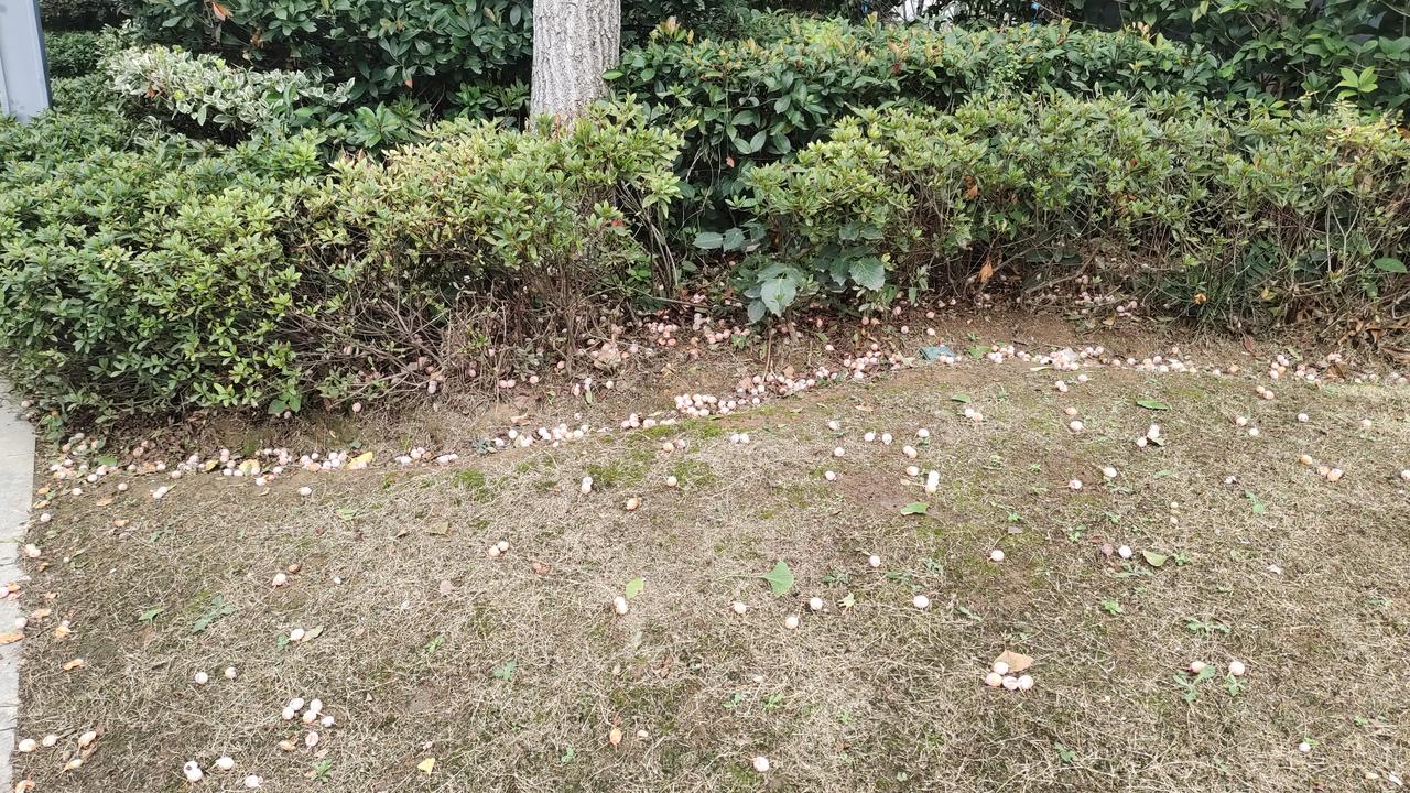 这里的银杏果没人捡，喜欢吃白果的不要错过，快点来吧！位置看我定位，园区内有十几棵