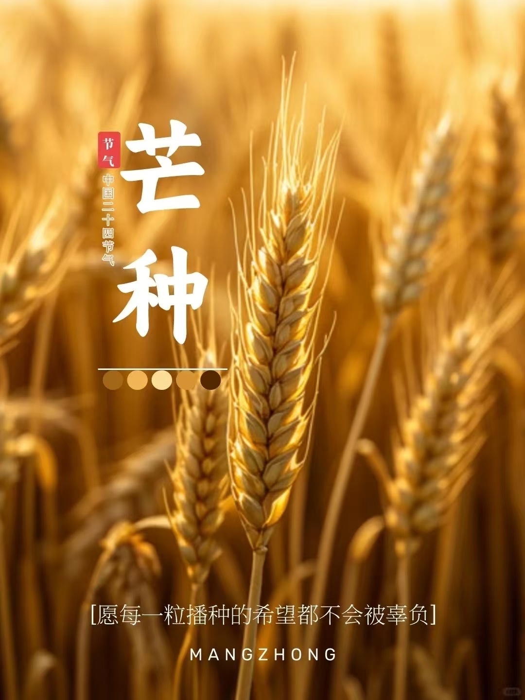 二十四节气之【芒种】收与播紧密相连！既收获当下，也耕耘远方。 ​​​