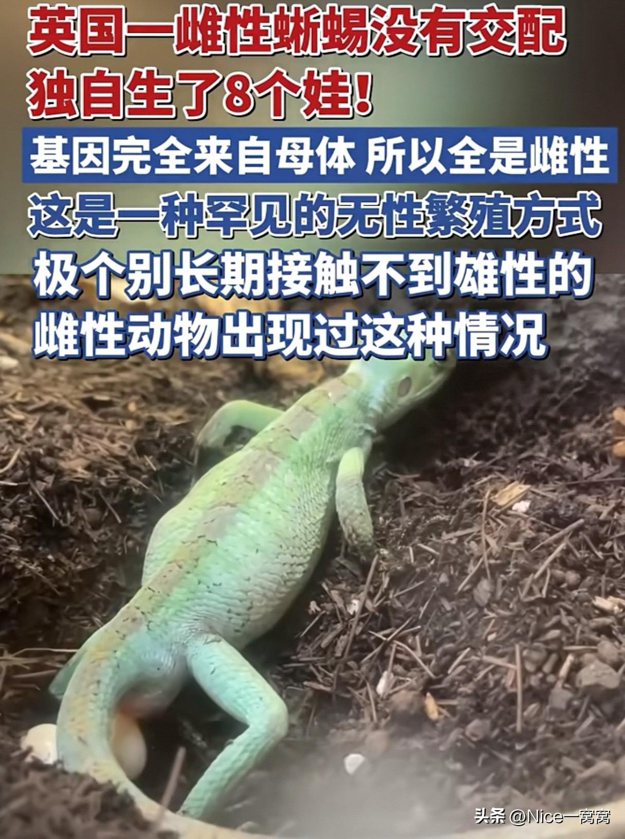大千世界无奇不有！难道西游记中的“女儿国是真实存在的么”？

近日，英国什罗普郡
