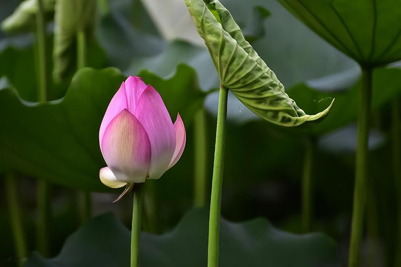你今天的努力，是幸运的伏笔，当下的付出，是明日的花开。让我们怀揣希望去努力，静待