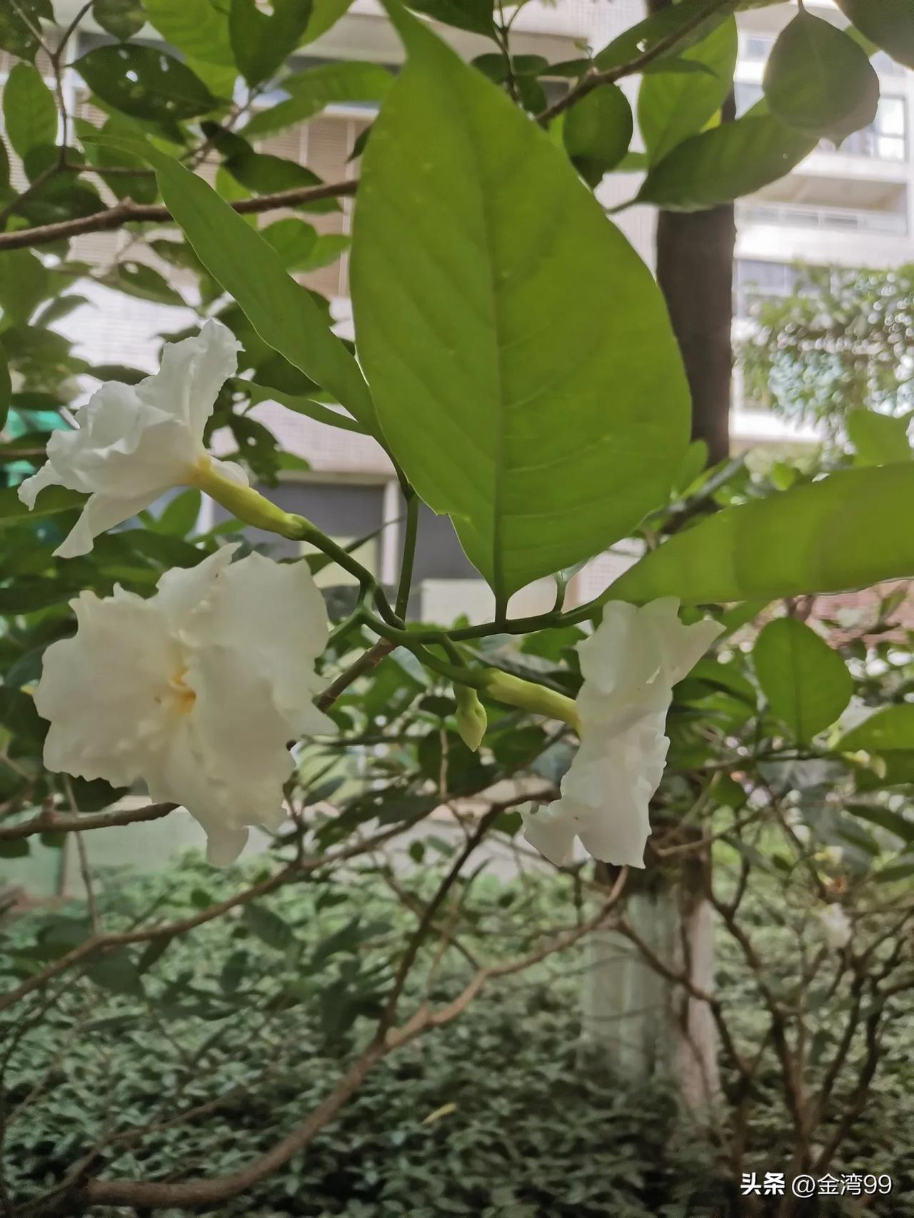 友友们，请问图中的花是什么花？在广州的一些小区和公园里常常看到这种花，不知道是什