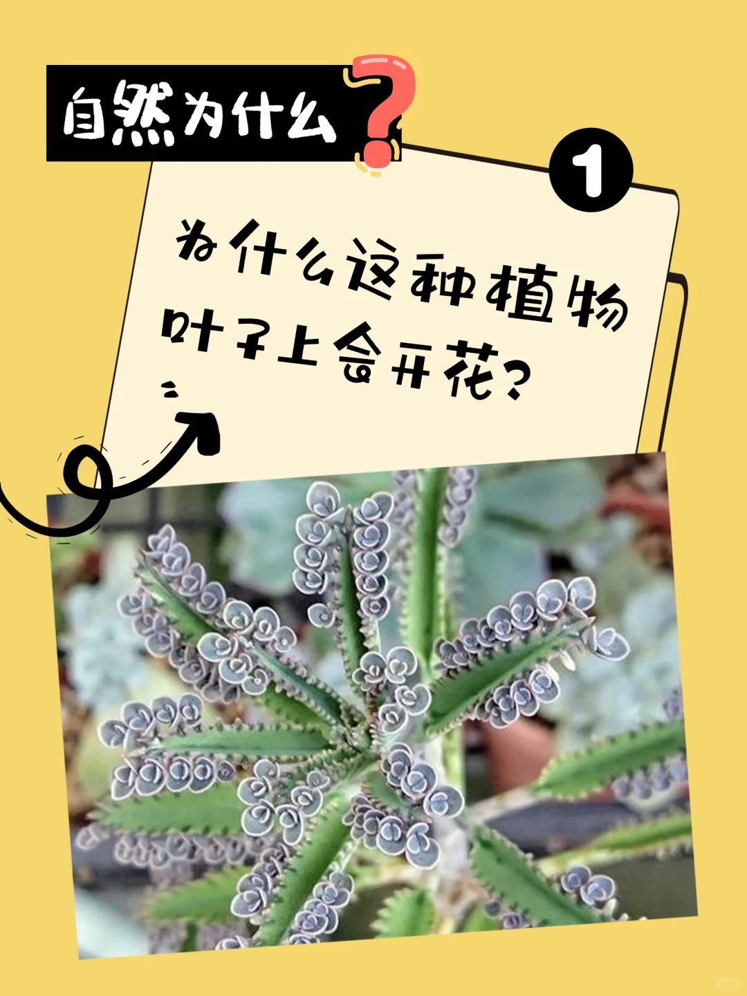 自然为什么｜神奇植物有话说 ①