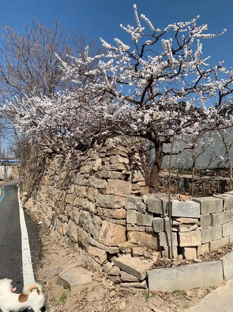 对联飞花令
出句：杏是村姑衣洗白（雪浪）