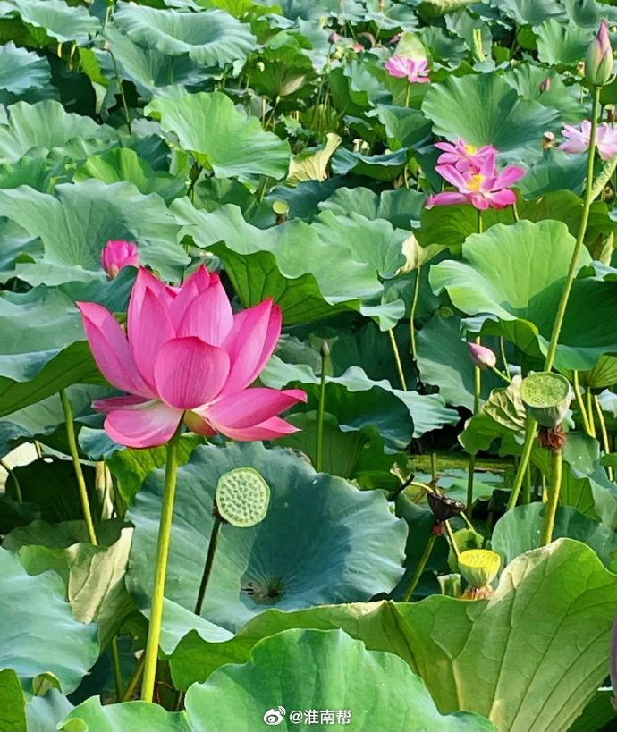 【淮南焦岗湖景区恢复开放】为保障游船航行安全，景区完成船只检修工作，游船恢复正常