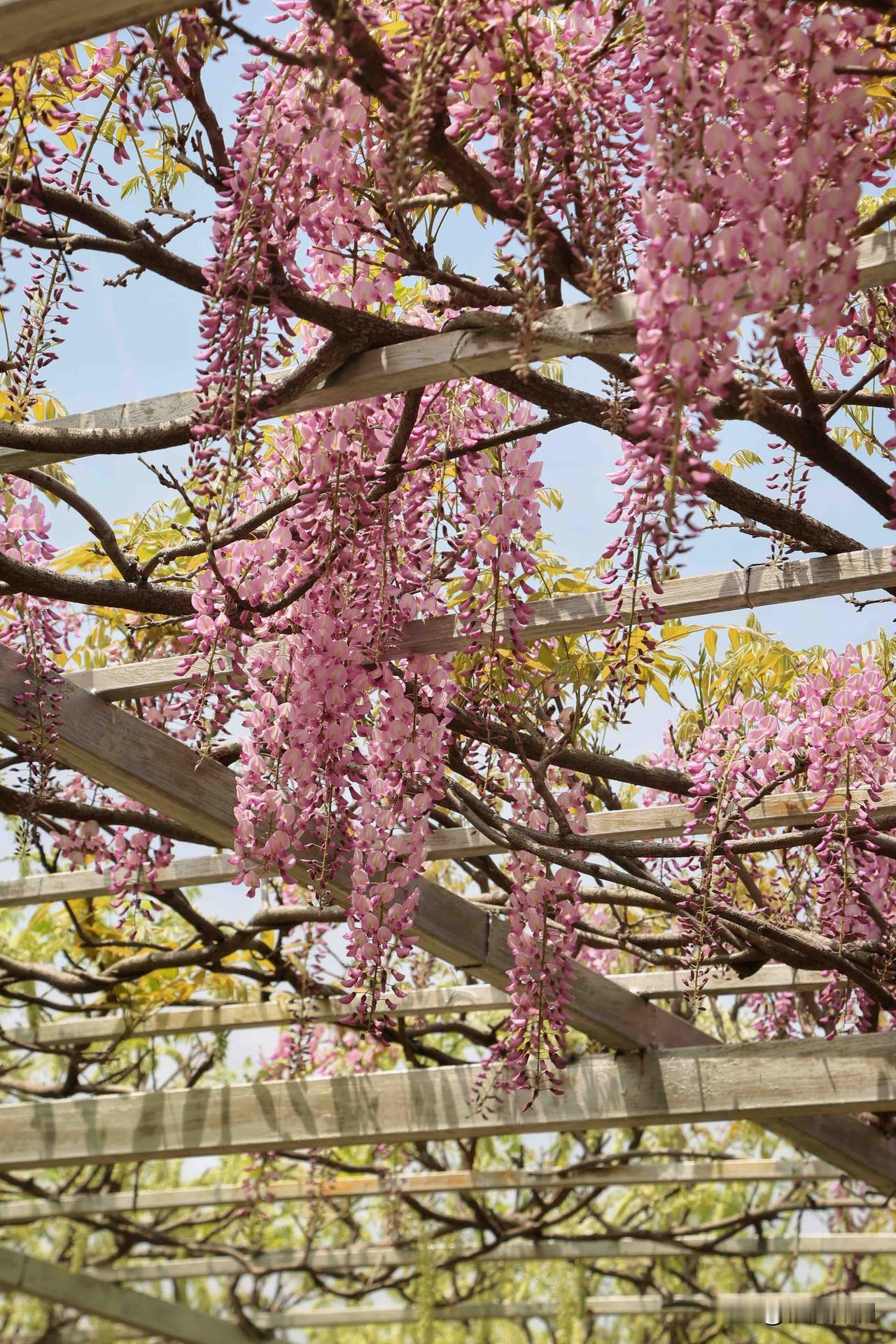 常熟紫藤园，建立的初衷据说是因为园主在2015年的时候游览了著名的日本足利花卉园