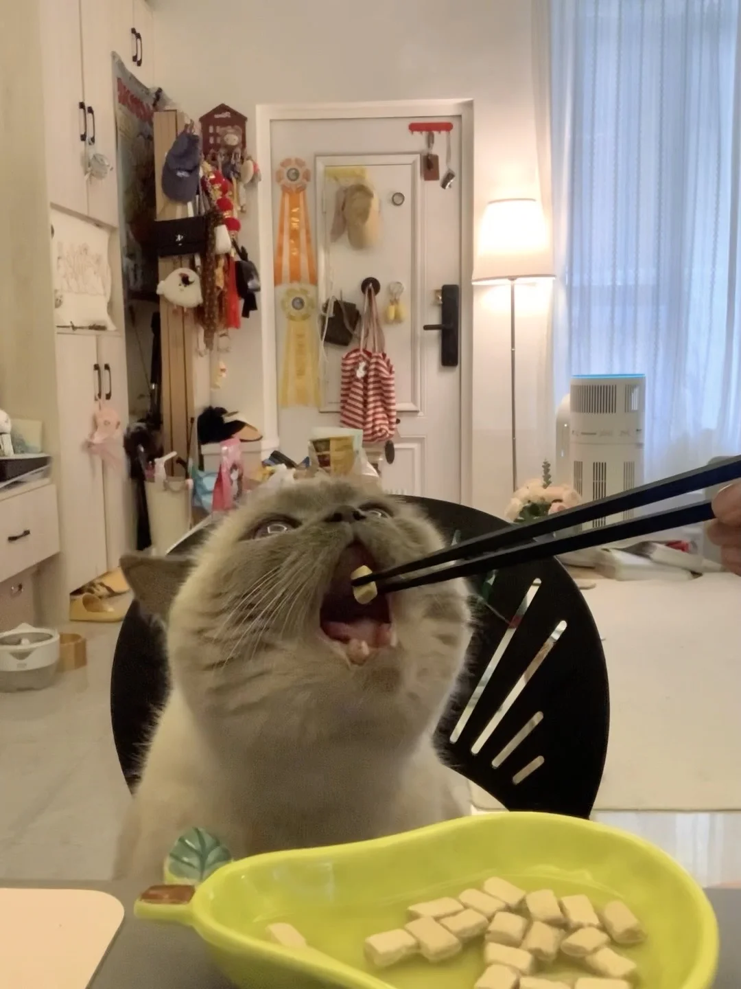 谁家小猫这么张嘴吃饭🥹（动图版！）
