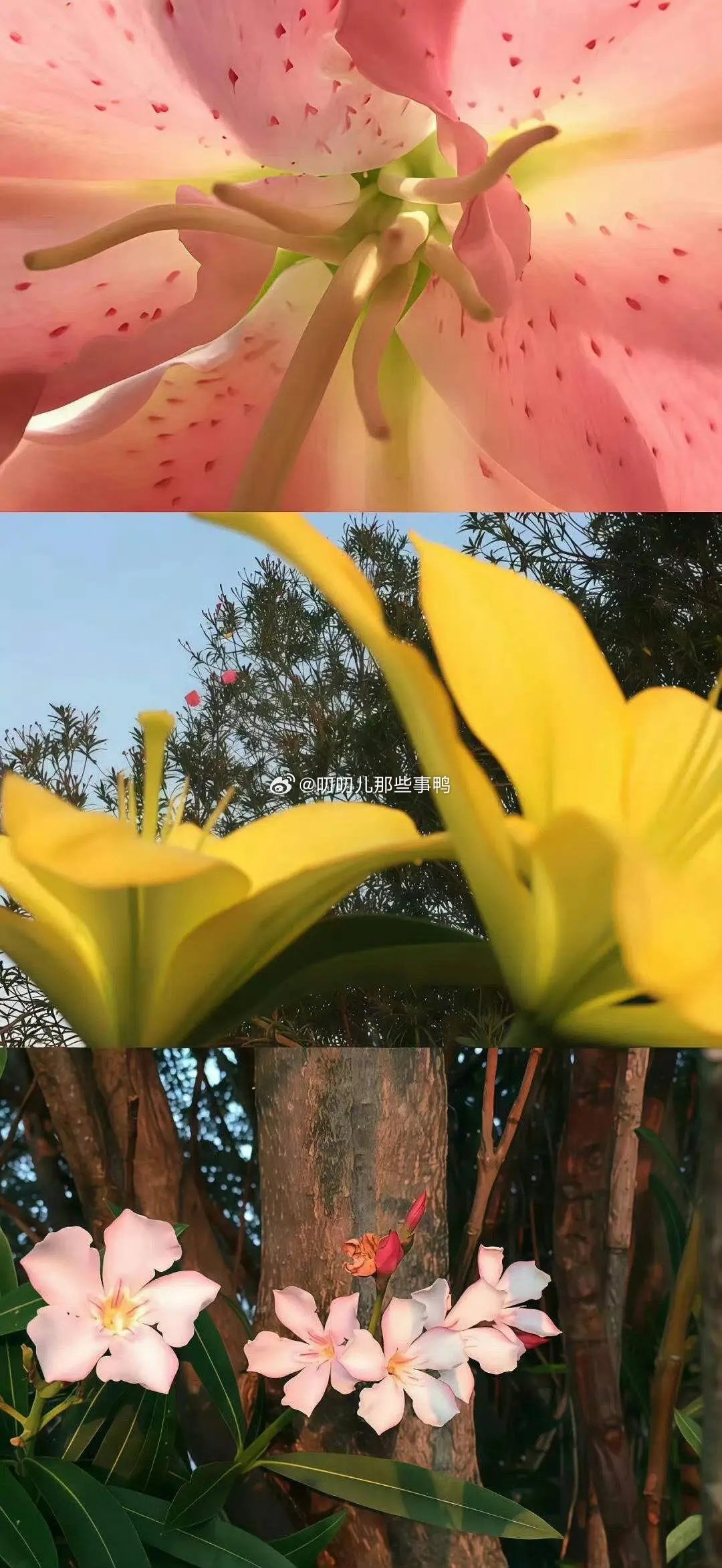 今日🈚投稿，大家早早早鸭～