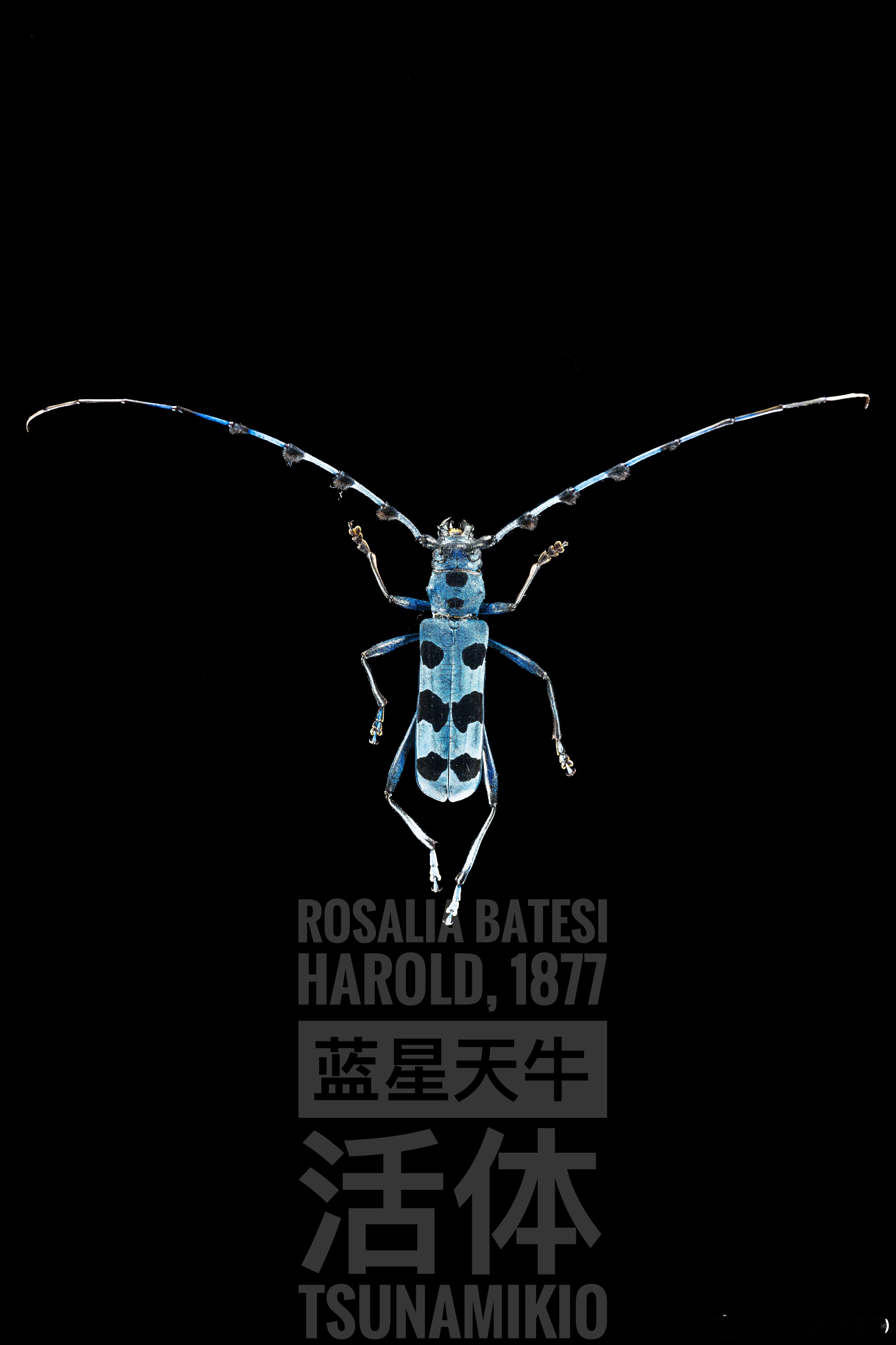 Rosalia batesi Harold, 1877蓝星天牛，活体。拍摄于富士