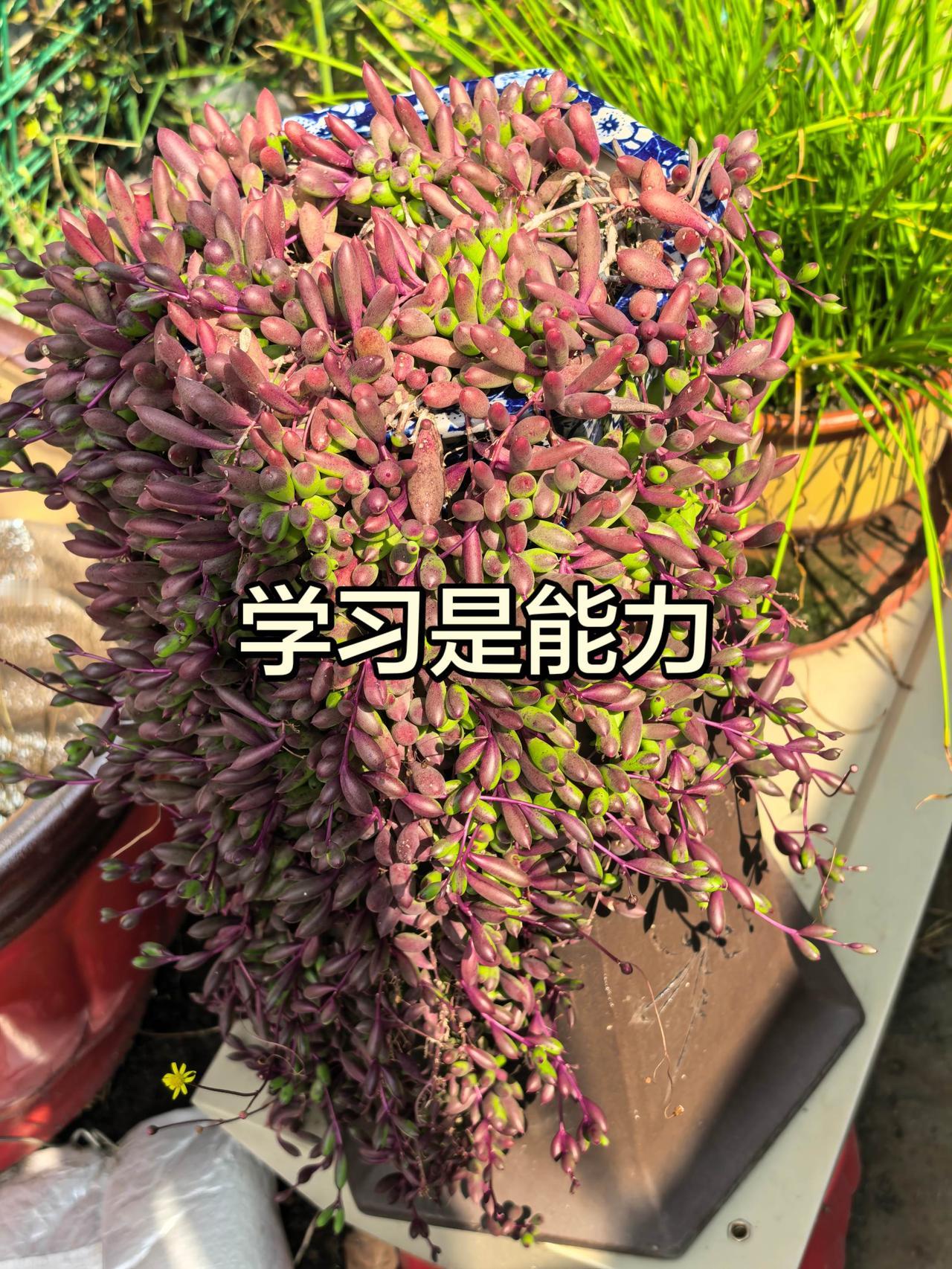 学习是能力