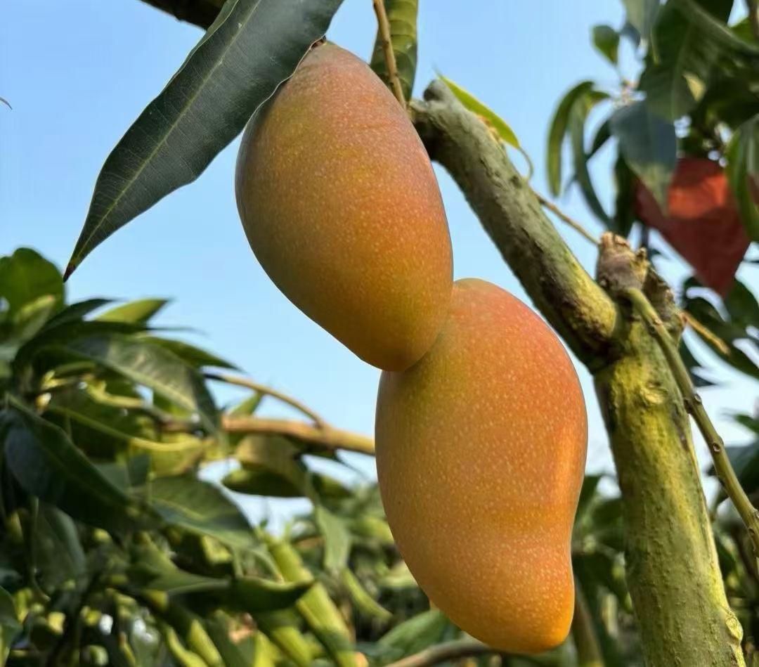 咏中国股市
 
神州股海起沧澜，
国脉融通作砥磐。
济脉奔流滋百业，
金融筑梦固