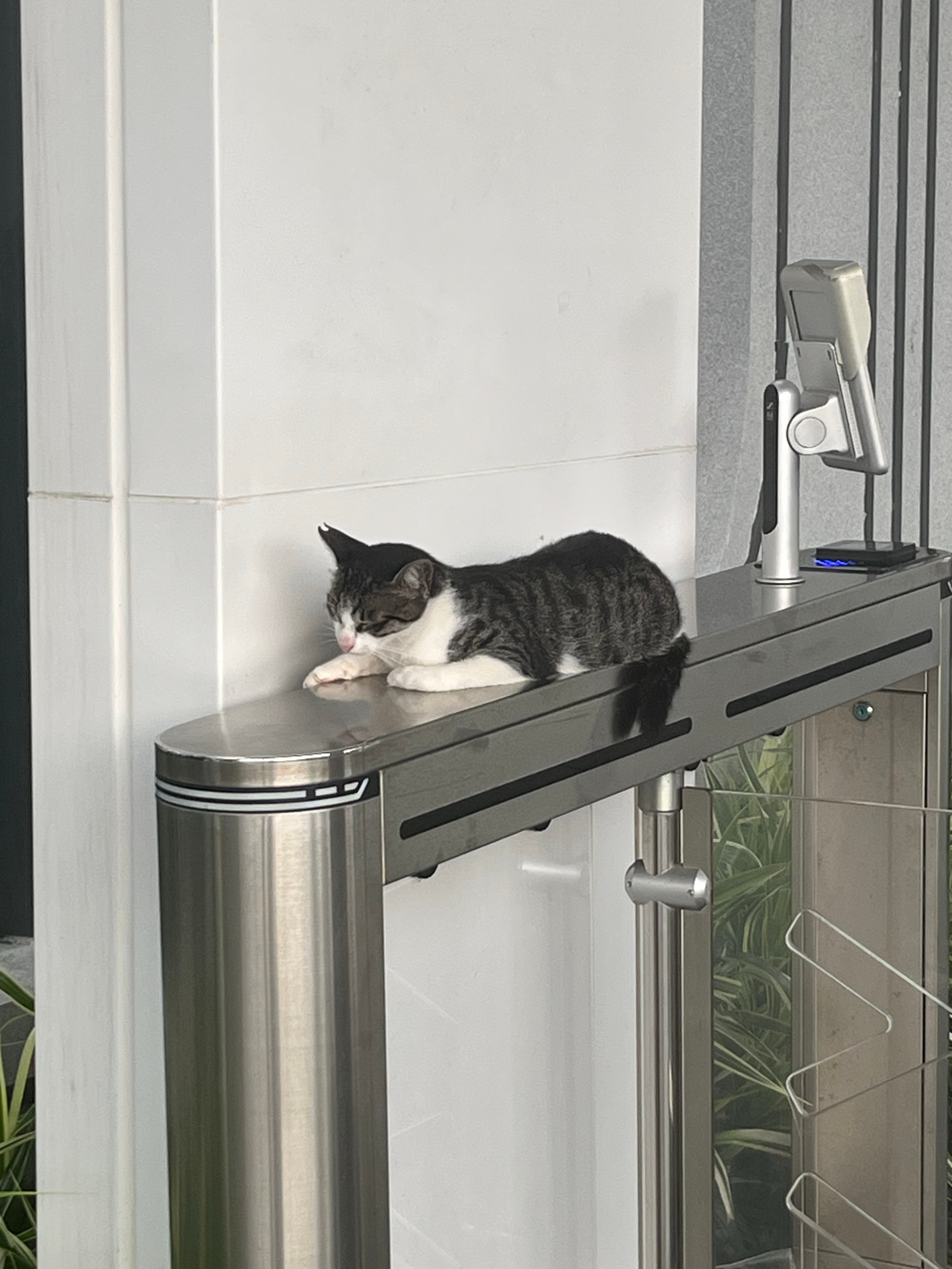猫躺在门禁上犯困每路过一个人就要被摸一次鼙鼓。 