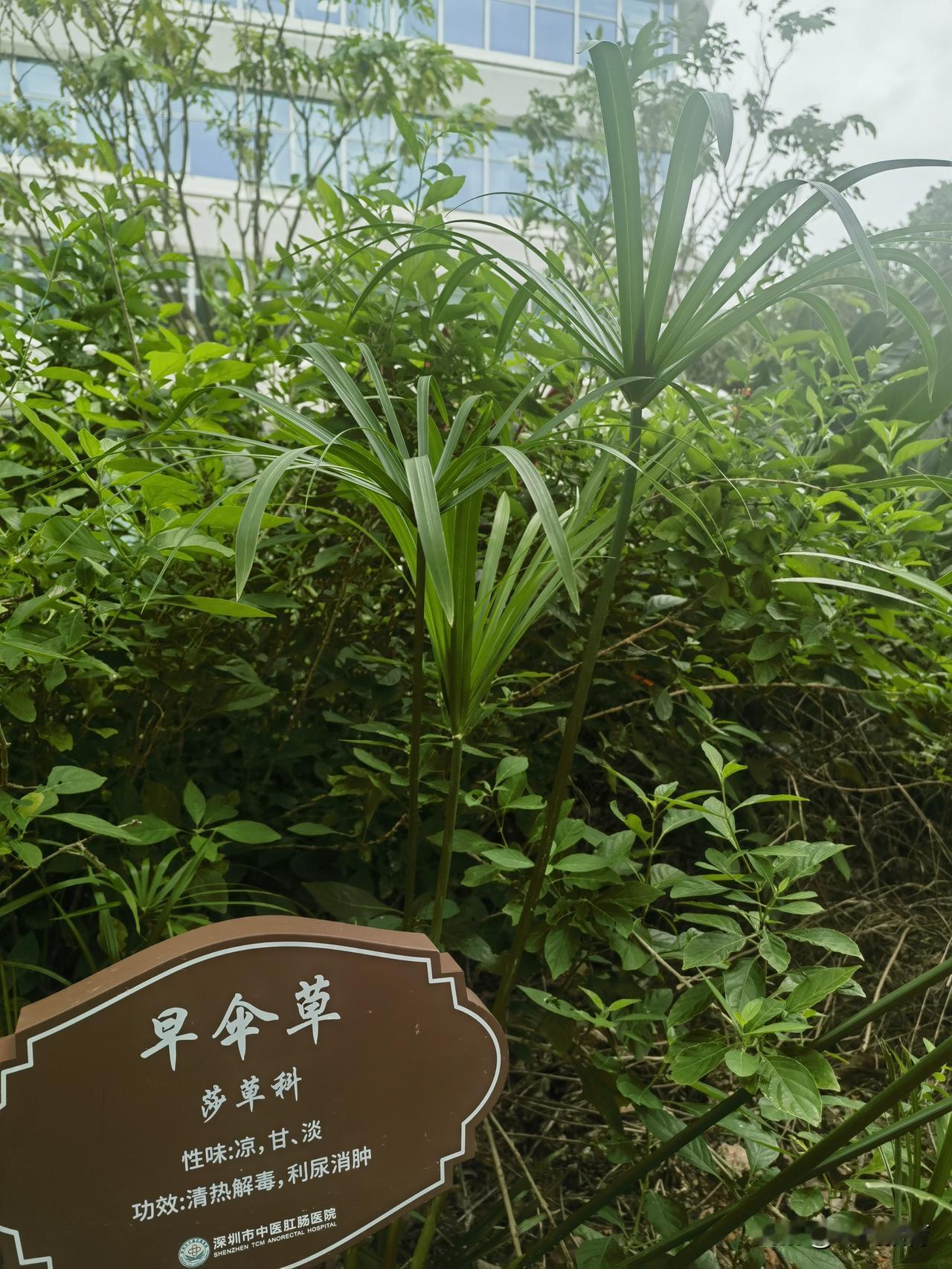 发现一株特别的草，就在中医院门口！